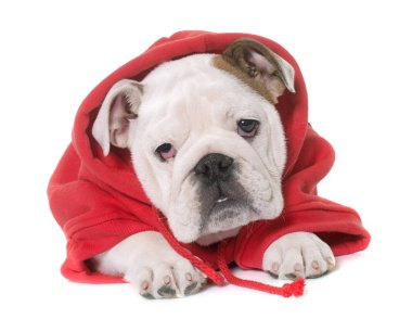 giyinmiş köpek yavrusu İngilizce bulldog