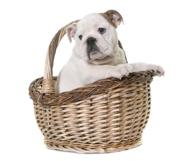 yavru İngiliz bulldog