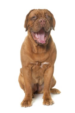 young dogue de bordeaux