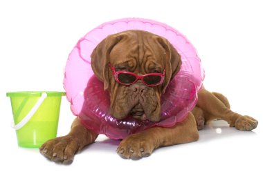 young dogue de bordeaux