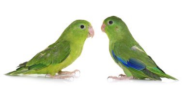 Pasifik parrotlet Studio