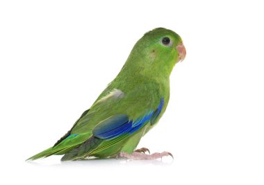 Pasifik parrotlet Studio