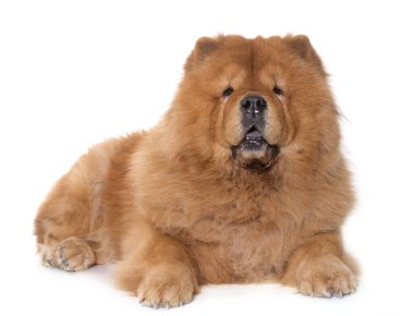 Chow chow köpek