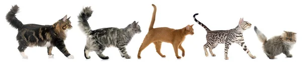 Cinco gatos ambulantes — Fotografia de Stock