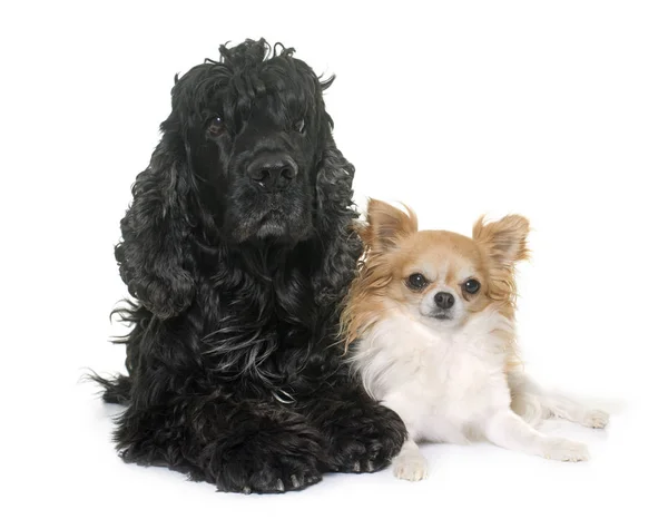 Black american cocker and chihuahua — Stock Photo, Image