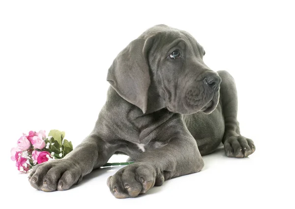 Puppy great dane — Stock Photo, Image