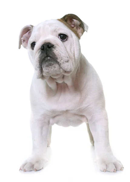 Puppy english bulldog — Stock Photo, Image