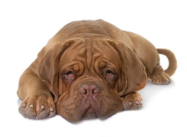 Young dogue de bordeaux — Stok fotoğraf