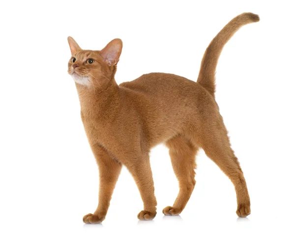 Resultado de imagem para gato da raça Blue Cream Burmese