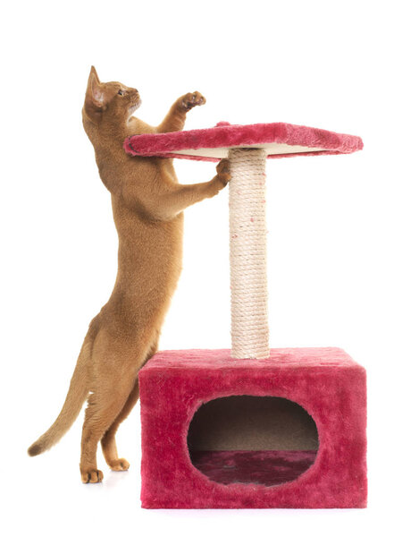 Abyssinian cat and scratching post