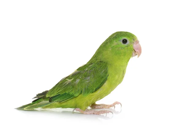 Pacific parrotlet in studio — Stock Photo, Image