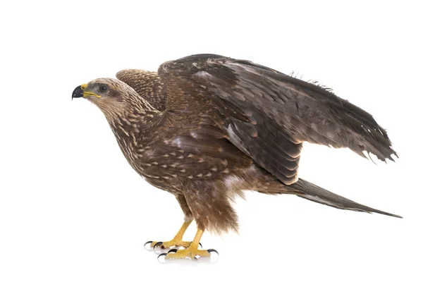 Common buzzard in studio — Stock Photo, Image