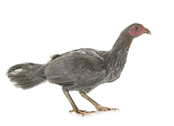 Kip Spaanse Gamecock — Stockfoto