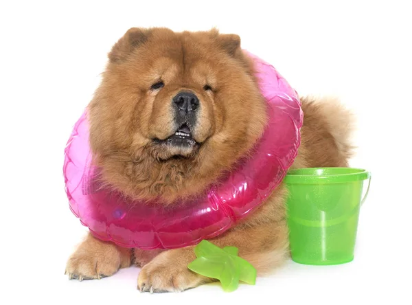 Chow chow dog en verano — Foto de Stock