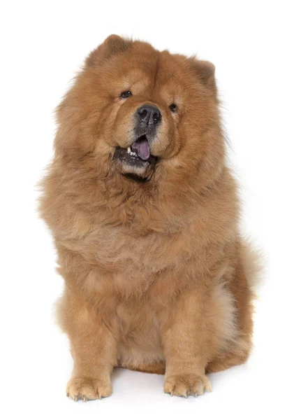 Cane chow chow — Foto Stock