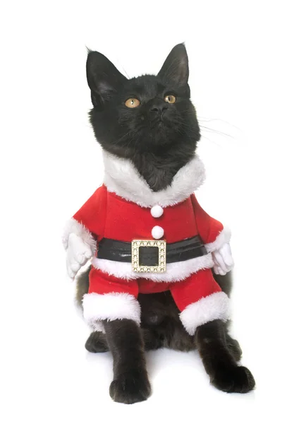 クリスマス メインクーン子猫 — ストック写真