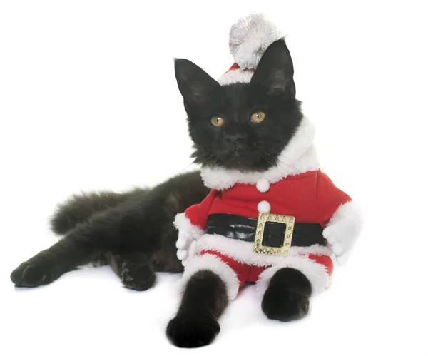 Christmas maine coon kattunge — Stockfoto