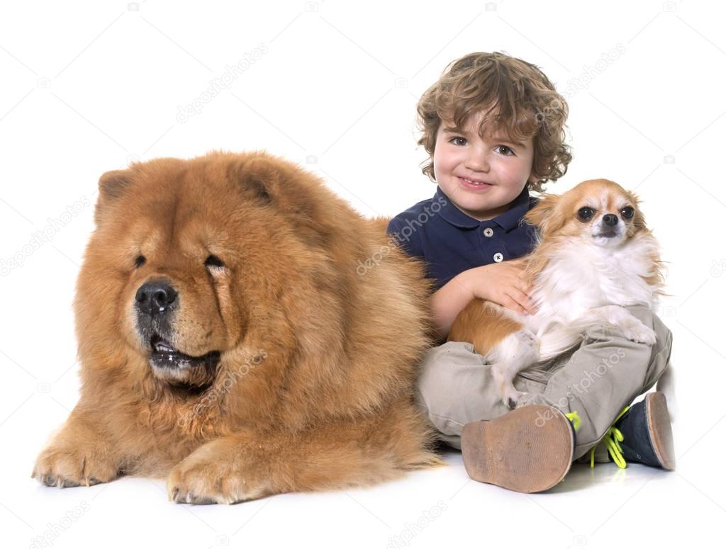 chow chow, chihuahua and little boy