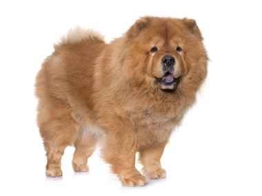 Chow chow köpek