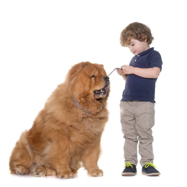 Chow chow köpek ve küçük çocuk