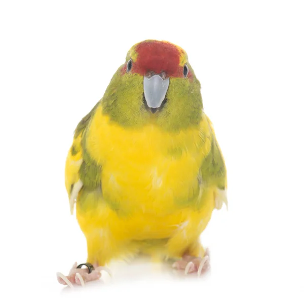 Red-fronted Kakariki parakeet — Stock Photo, Image