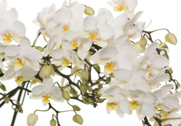 Orquídeas brancas em vaso — Fotografia de Stock