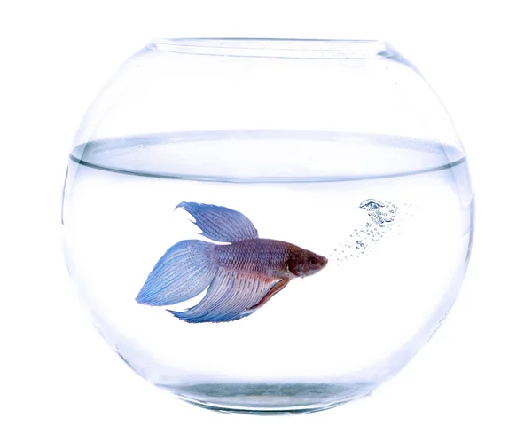 Fishbowl och Siamesisk kampfisk — Stockfoto