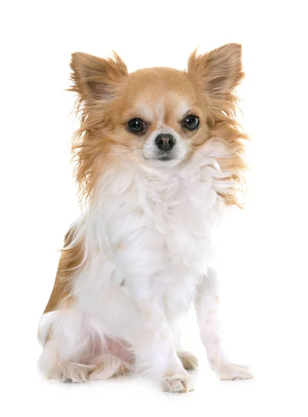 Chihuahua i studio — Stockfoto