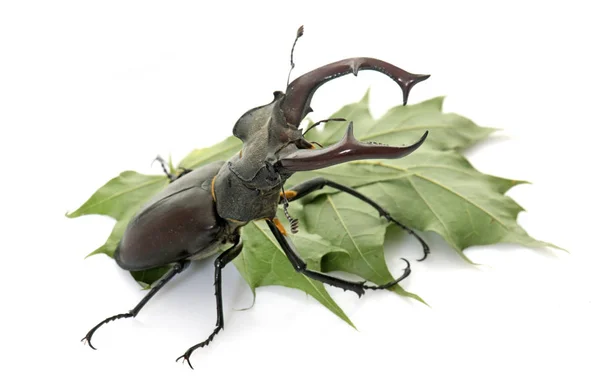 Lucanus cervus en studio — Photo