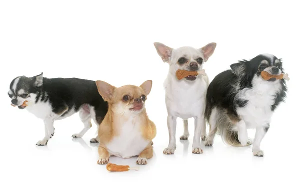 Chihuahuas und Leckereien — Stockfoto