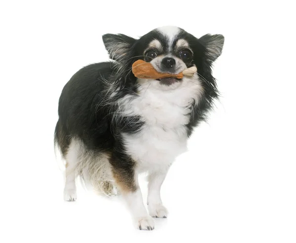 Chihuahuas and treats — стоковое фото