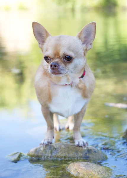 Chihuahua i floden — Stockfoto