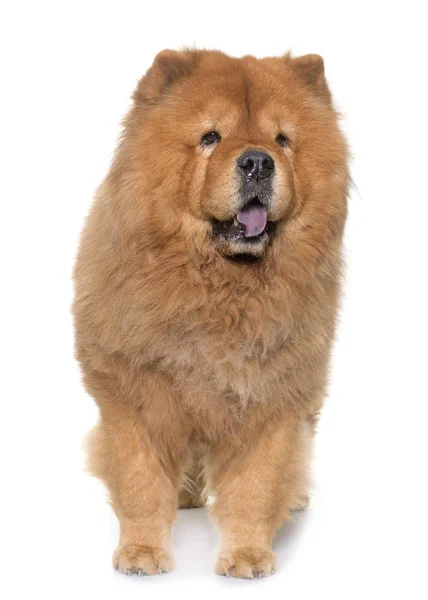 Chow chow kutya — Stock Fotó