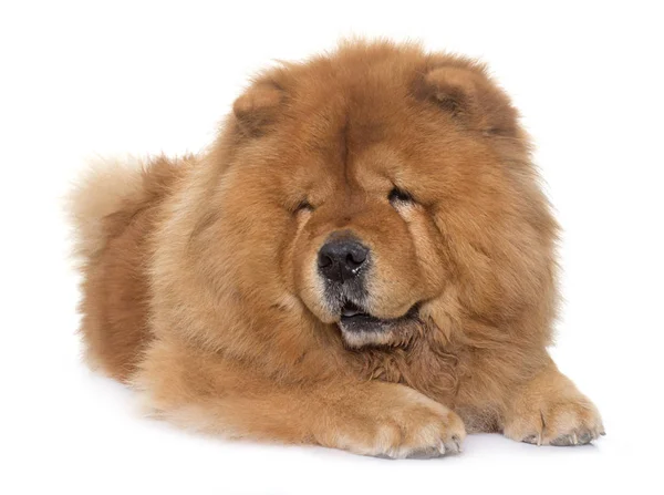 Chow chow dog — Stock Photo, Image