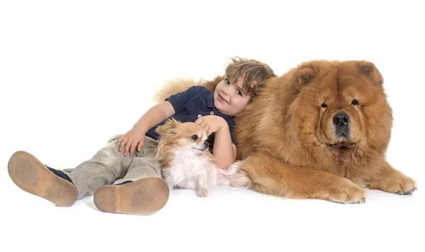 Chow chow, chihuahua and little boy — Stock Photo, Image