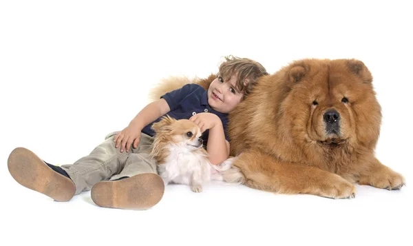 Chow chow, chihuahua en kleine jongen — Stockfoto