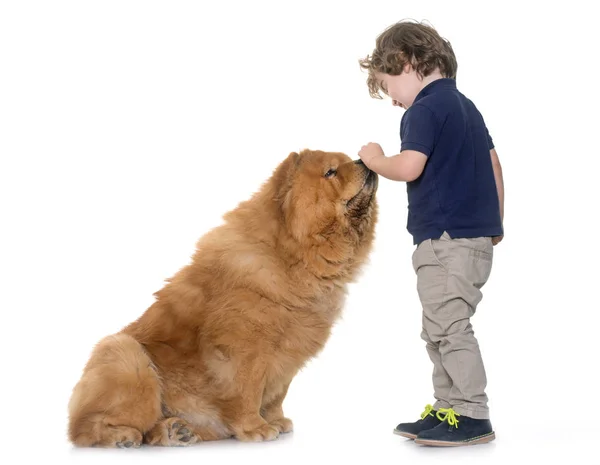 Chow chow perro y niño pequeño — Foto de Stock