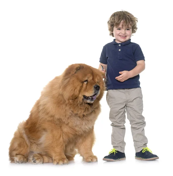 Chow chow koira ja pieni poika — kuvapankkivalokuva