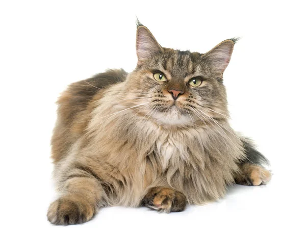 Maine coon cat — Stok Foto