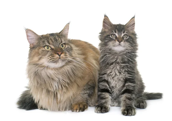 Maine coon katt och kattunge — Stockfoto