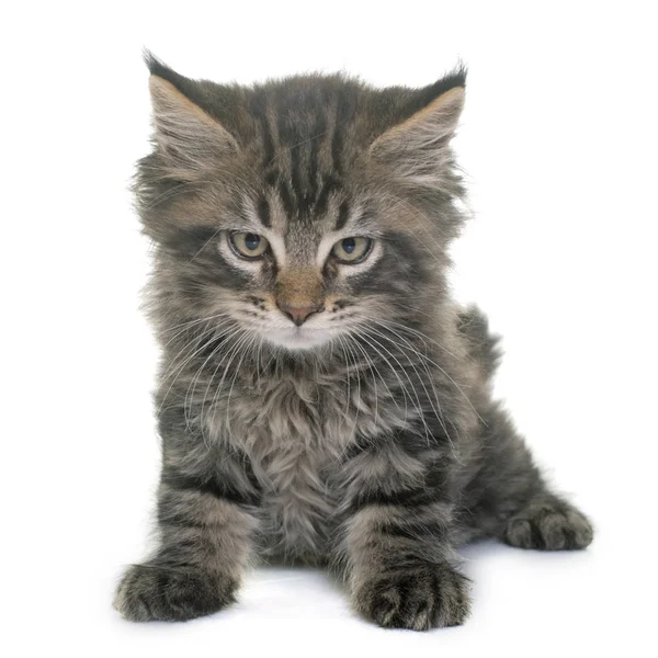 Maine coon gatito — Foto de Stock