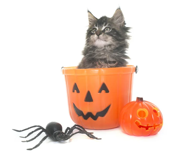 Maine coon kitten en halloween — Stockfoto