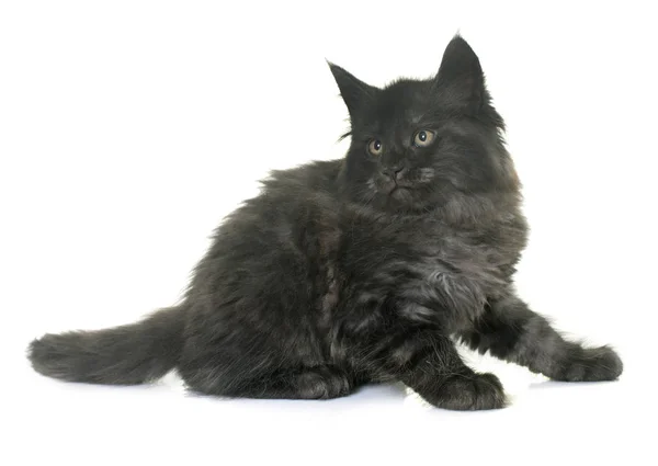 Maine coon kitten — Stock Photo, Image