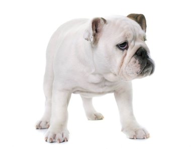 yavru İngiliz bulldog