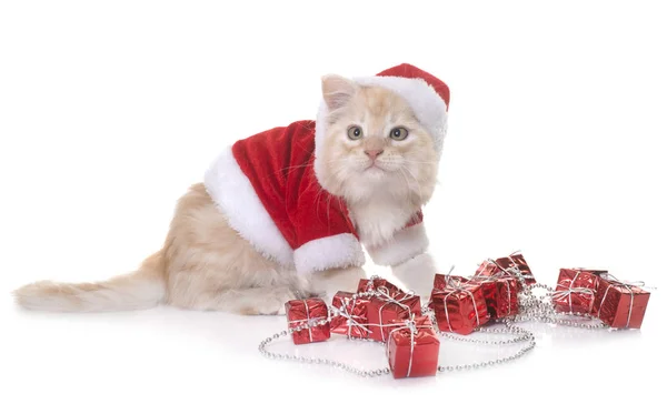 Christmas maine coon kattunge — Stockfoto