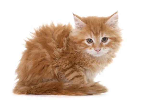 Maine coon gatito — Foto de Stock