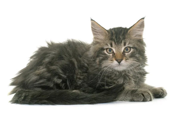 Maine chaton coon — Photo