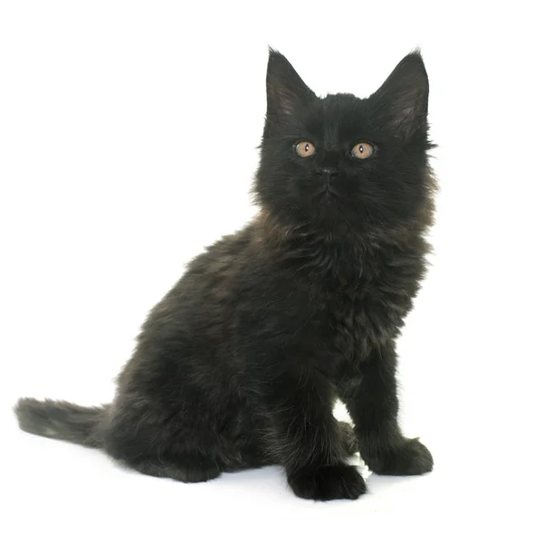 Maine coon kitten — Stock Photo, Image