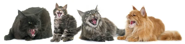 Агрессивные кошки в студии — стоковое фото