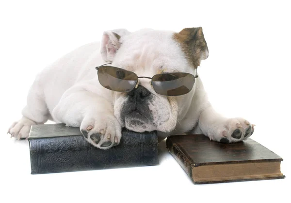 Puppy english bulldog reading — Stock Photo, Image